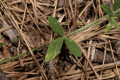 Stylosanthes biflora