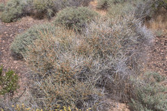 Ephedra californica
