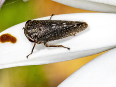 Putoniessa