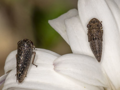 Putoniessa