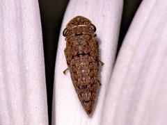 Putoniessa
