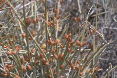 Ephedra californica