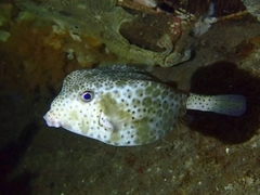 Horn-Nosed Boxfish photo 4