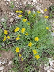 Lomatium triternatum