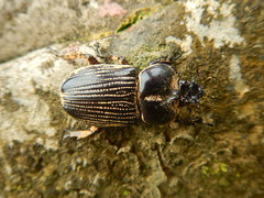 Phileurini