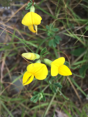 Lotus corniculatus corniculatus