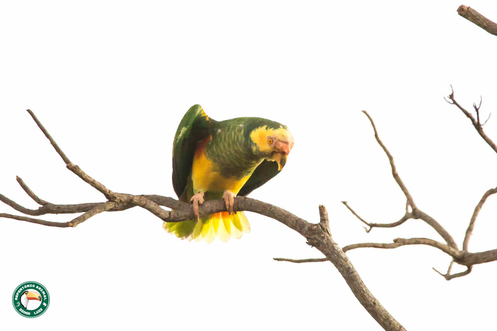 Yellow-faced Amazon