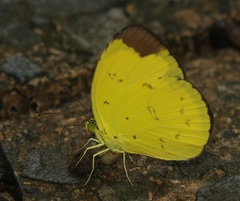 Eurema sari