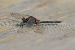 Leucorrhinia borealis