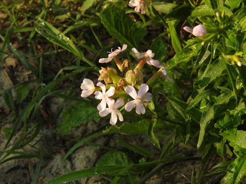 Saponaria officinalis