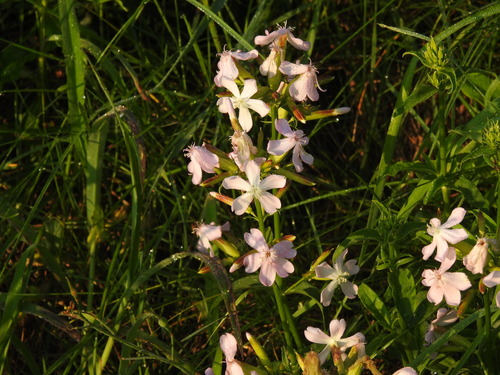 Saponaria officinalis