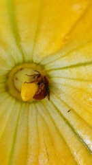 Xenoglossa fulva