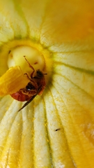 Xenoglossa fulva