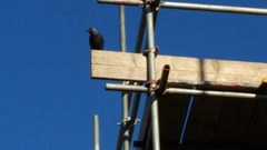Corvus monedula