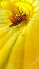 Xenoglossa fulva