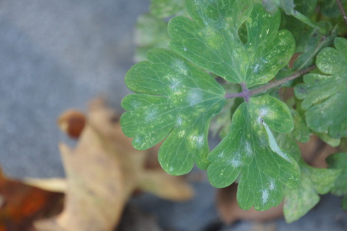 Erysiphe aquilegiae