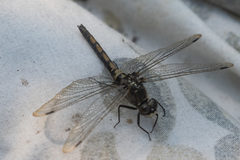 Leucorrhinia borealis