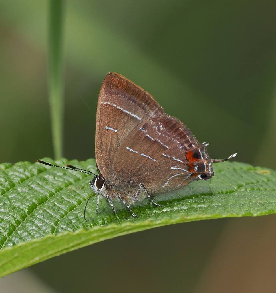Ocaria aholiba