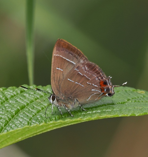 Ocaria aholiba