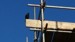 Corvus monedula