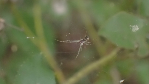 Linyphia maura