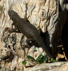 Sceloporus occidentalis