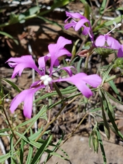 Clarkia pulchella