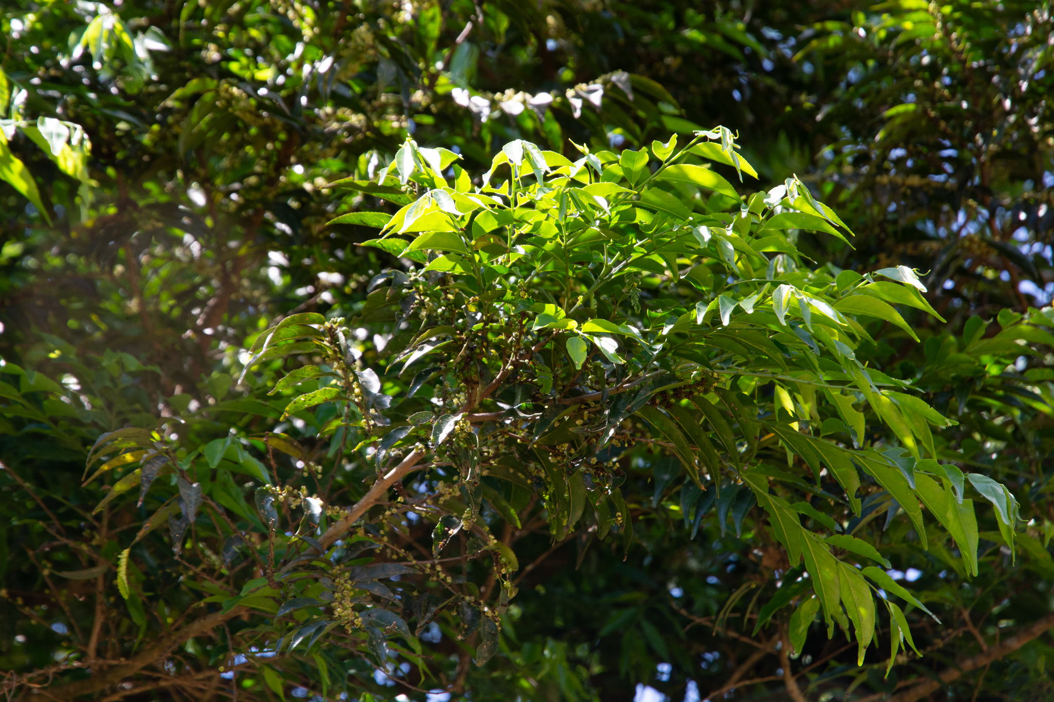 Eugenia pyriformis