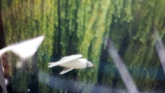 Chroicocephalus ridibundus