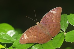 Tanaecia