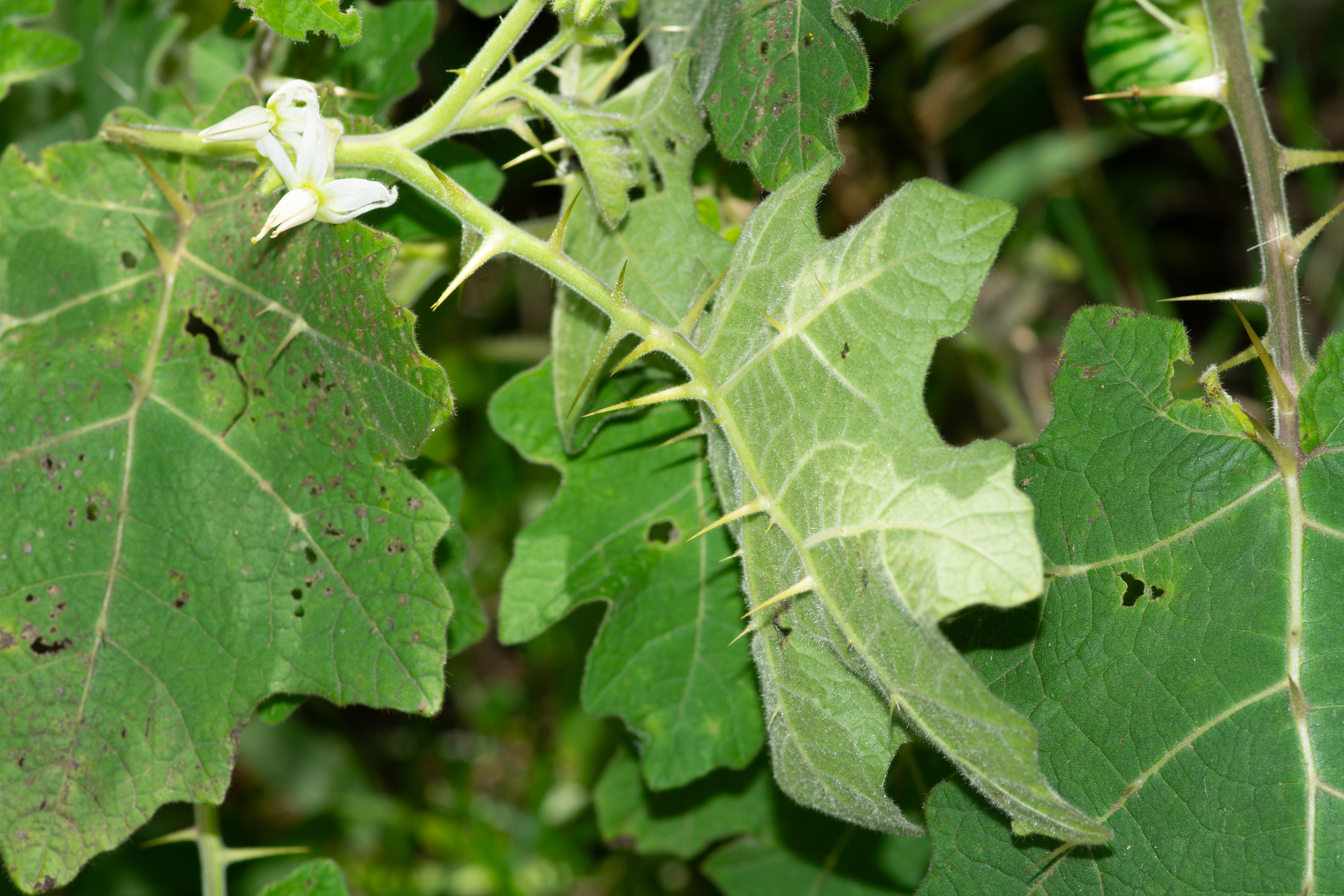 Solanum viarum