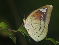 Tanaecia