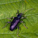 Jewel Reed Beetle - Photo (c) oldbilluk, some rights reserved (CC BY-NC-SA)