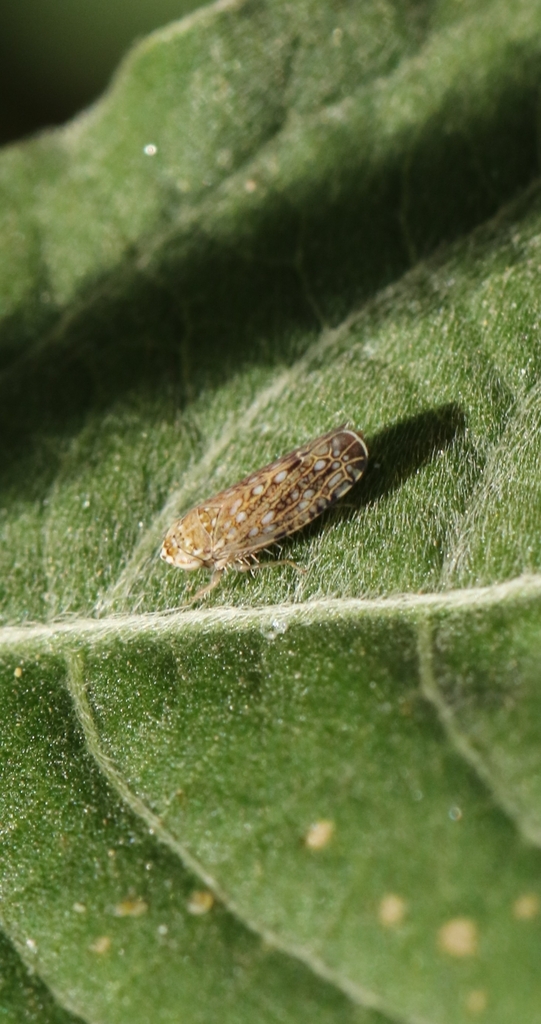 Orosius orientalis
