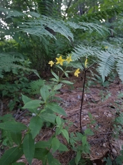 Lysimachia × producta