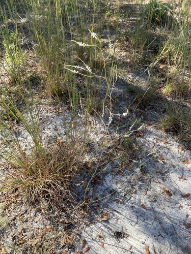 Image of Polygonella gracilis by no rights reserved