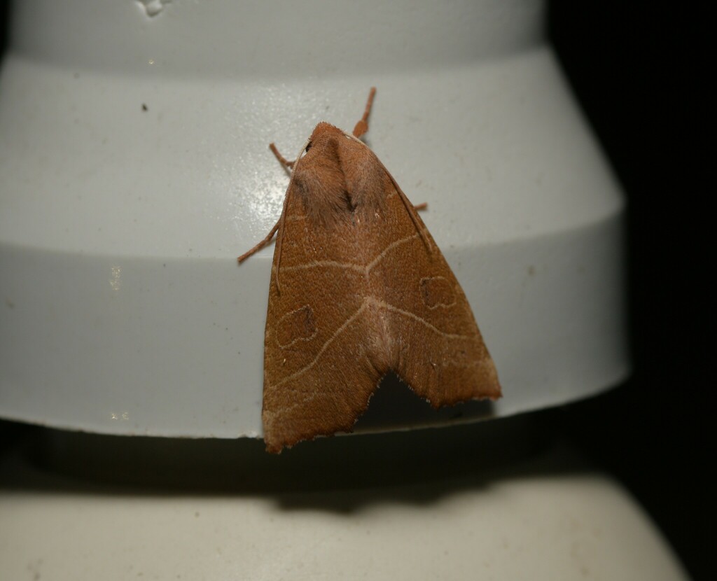 Atethmia algirica