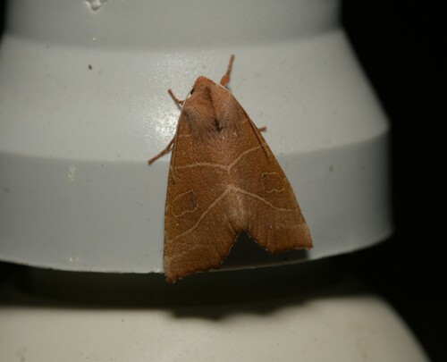 Atethmia algirica