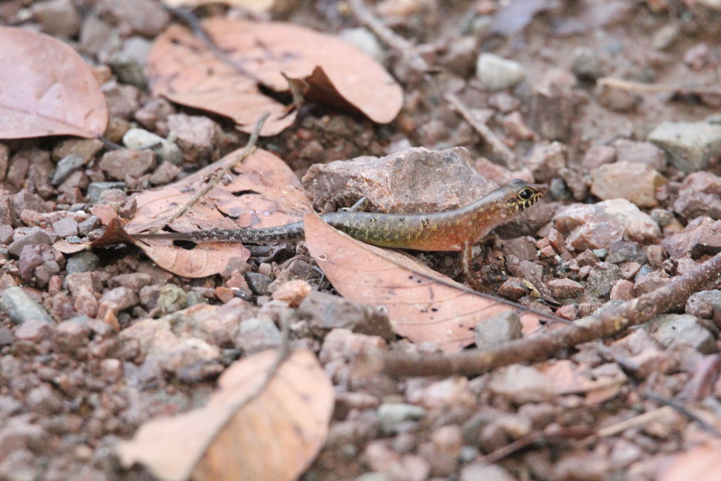 Sarawak Forest Skink