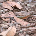 Sphenomorphus haasi - Photo (c) Robert Gowan, μερικά δικαιώματα διατηρούνται (CC BY-NC), uploaded by Robert Gowan