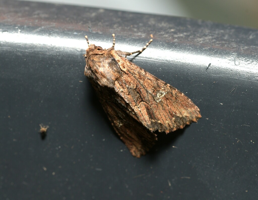 Mniotype occidentalis