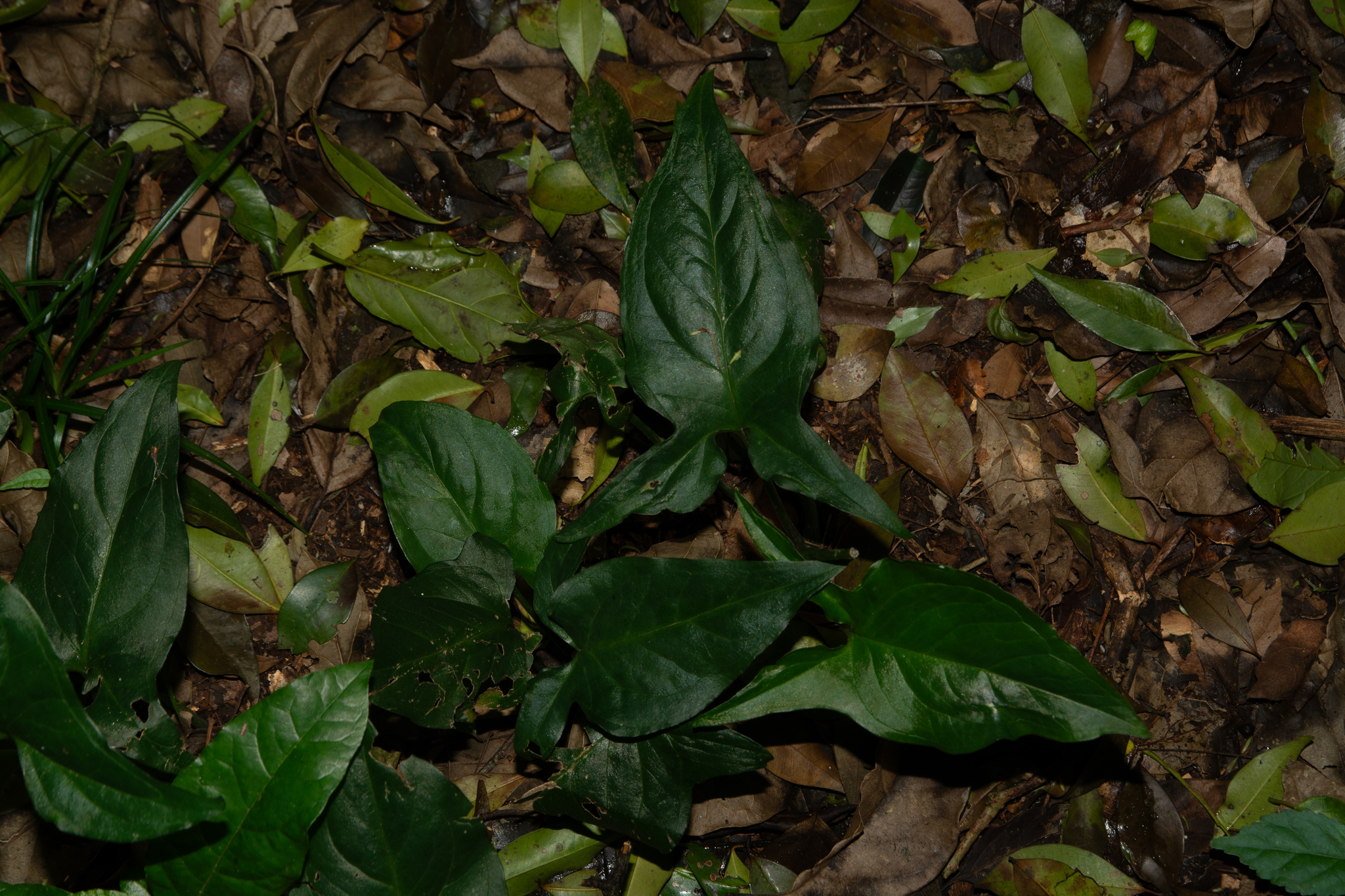 Spathicarpa hastifolia