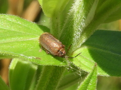 Galerucella pusilla