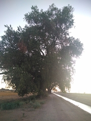 Populus mexicana
