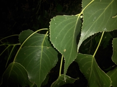 Populus mexicana