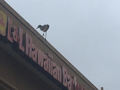 Nycticorax nycticorax