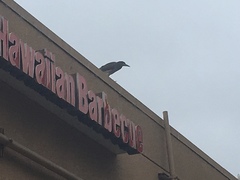 Nycticorax nycticorax