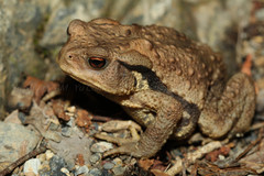 Bufo formosus