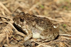 Fejervarya kawamurai