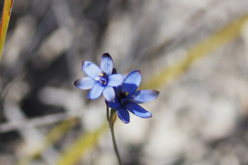 Image of Thelymitra azurea by (c) Rod Lowther, some rights reserved (CC BY)